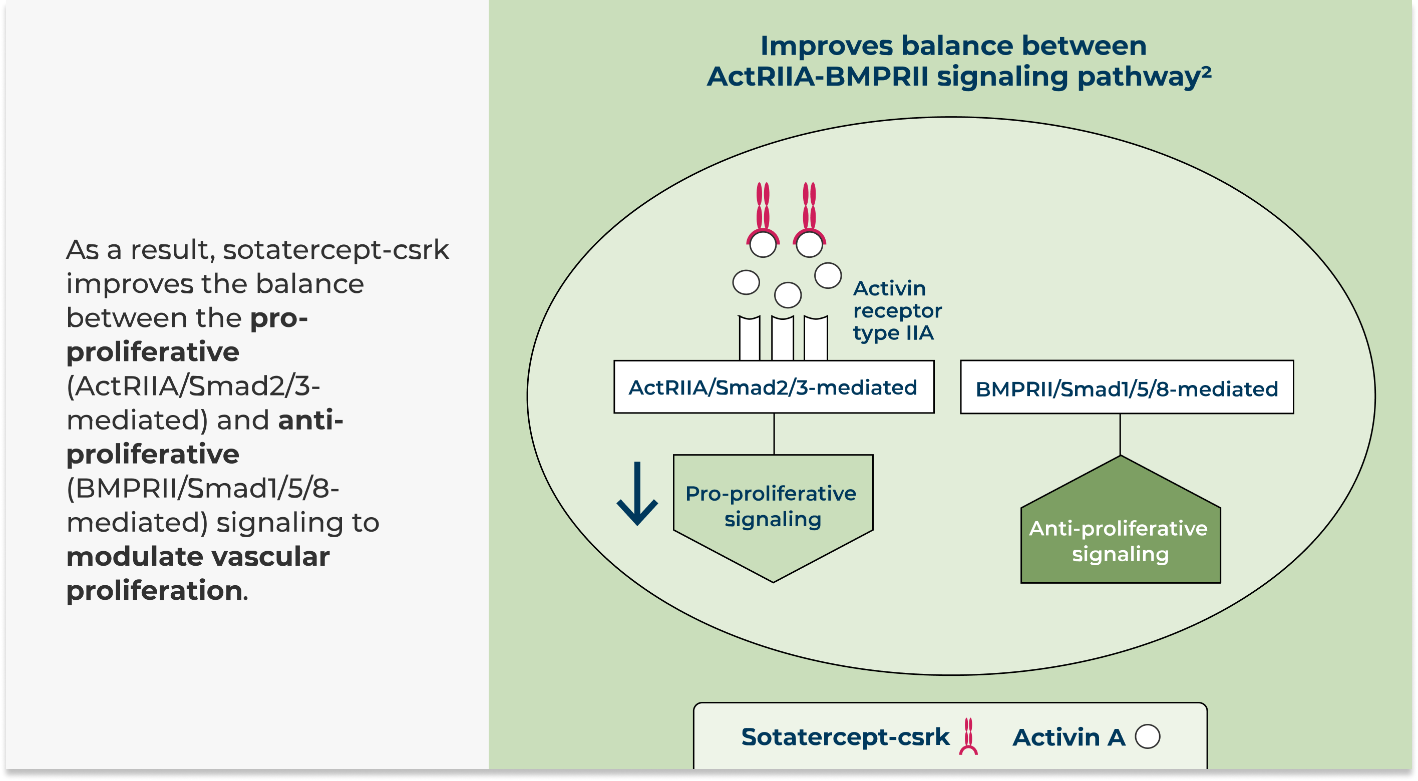 Sotatercept-csrk Improves the Balance Between the Pro-Proliferative (ActRIIA/Smad2/3-Mediated) and Anti-Proliferative (BMPRII/Smad1/5/8-Mediated) Signaling to Modulate Vascular Proliferation